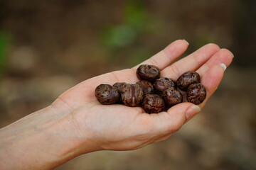 Seeds of the Amazon rubber tree (Hevea brasiliensis) Against a light background, the milky latex of the tree is used for rubber production with natural resources.