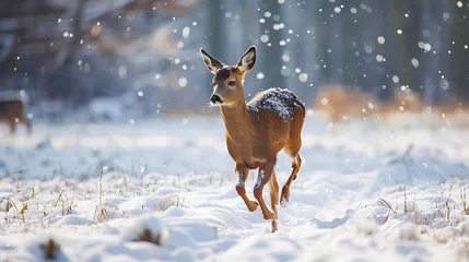 Plexiglas foto achterwand Roe deer running in snow covered rural field © 	Ronaldo