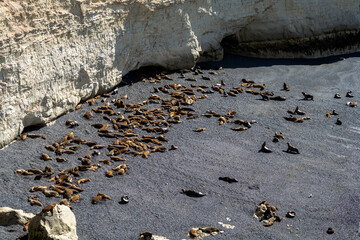 Sea lion colony in Puerto Madryn, Argentina