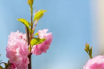 Fotobehang Blossom tree © Galyna Andrushko
