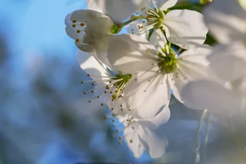 Tuinposter Blossom tree © Galyna Andrushko