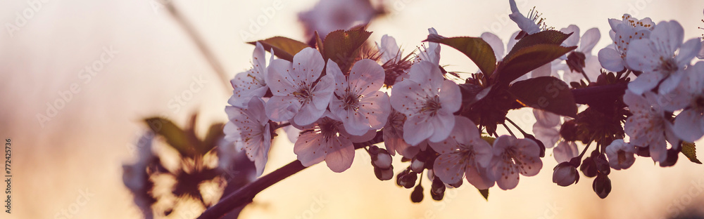 Sticker blossom tree