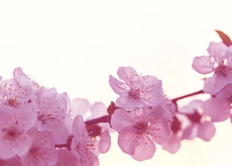Zelfklevend Fotobehang Blossom tree © Galyna Andrushko