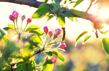 Tuinposter Blossom tree © Galyna Andrushko