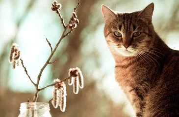 Rolgordijnen Cat and flower © Galyna Andrushko