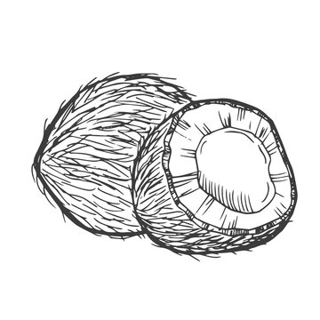 recommend clip art: Coconut icon from fruits collection. Simple line element Coconut symbol for templates, web design and infographics