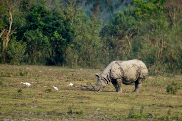 Naklejka premium Indian one-horned rhinoceroses in the wild