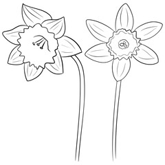 Daffodil flowers, vector doodle illustration, coloring page 