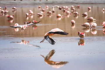 Foto auf Acrylglas Flamingo in Bolivia © Galyna Andrushko