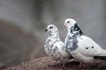 two white doves