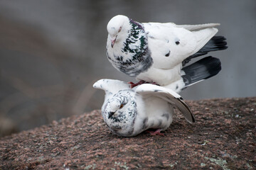 Two birds at spring time 