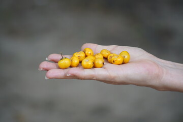 Muruci fruits (Byrsonima crassifolia), also known as murici, from a small tree of the Malpighiaceae family. The tropical yellow fruits are sweet and have a special flavor. Solimos, Tapajos, Brazil.