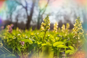 Gartenposter Spring flowers © Galyna Andrushko