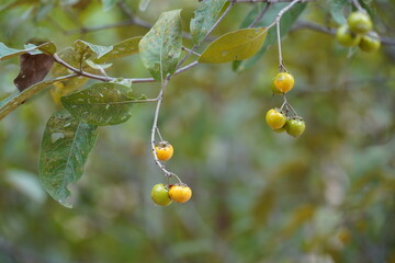 Muruci fruits (Byrsonima crassifolia), also known as murici, from a small tree of the Malpighiaceae...