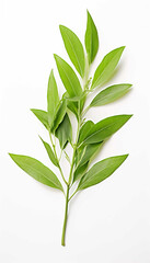 Fresh Herbal Plant Andrographis Paniculata Leaves  Generate AI