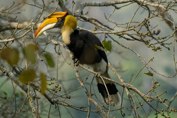 Great Indian hornbill in the wild © Iqbal