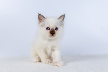 Sacred Birman kitten, birma Cat