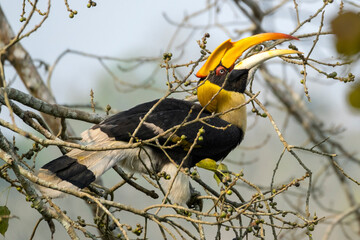 Great Indian hornbill in the wild © Iqbal
