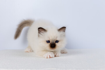 Sacred Birman kitten, birma Cat