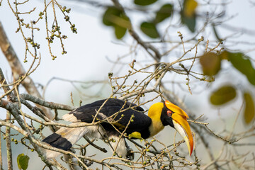 Great Indian hornbill in the wild © Iqbal