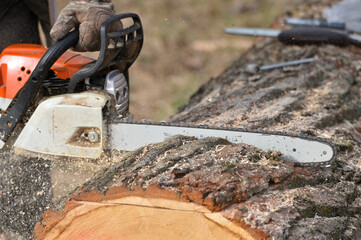 Cutting wood with chainsaw - 772431960