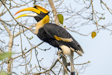 Great Indian hornbill in the wild © Iqbal