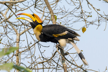 Great Indian hornbill in the wild © Iqbal
