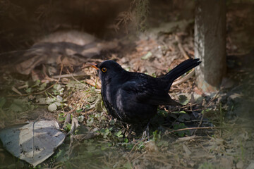 black starling bird on the ground