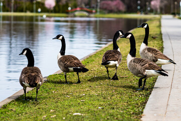 Canada geese in a park in spring