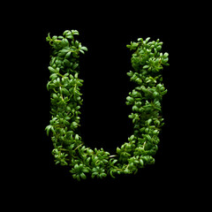 Capital letter U is created from young green arugula sprouts on a black background.