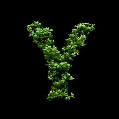 Capital letter Y is created from young green arugula sprouts on a black background.