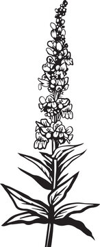 Rocky Mountain Penstemon. Hand drawn vector plant illustration