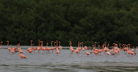 Naklejka premium Flock of flamingos in a rainforest in South America