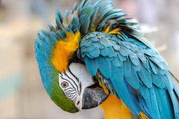 Closeup of colorful macaw bird face. Macro parrot bird head.Blue and gold Macaw parrot. Exotic colorful beautiful African macaw parrot.Bird watching in safari, South Africa wildlife.