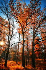 Autumn forest in the sunny day. Orange color tree, red brown leaves in fall city park. Vertical view. - 772438109