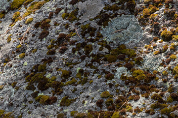 Close-up of the texture of a stone in the forest with moss on the surface, showing the passage of time.