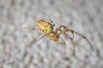 young spider Araneidae on the wall