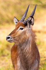 Graceful Antelope Portrait on African Safari