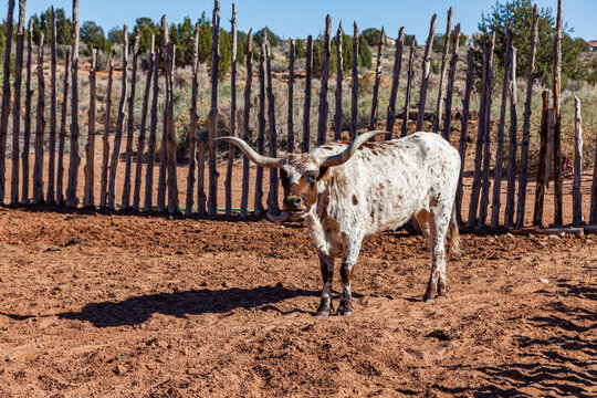 Texas Longhorn Cattle Living at Pipe Springs National Monument