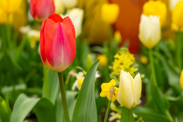single red and white tulip is the main focus of the image