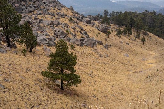 An ocote tree (pinus montezumae) in the middle of the mountain, with the forest in the background.