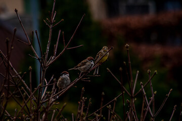 Birds living in the neighborhood, on a tree