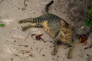 Gray, independent street cat running around on the side of a country road in the Amazon rainforest. Near the small town of Novo Airao, Amazonas state, northern Brazil.