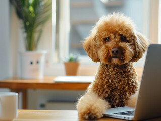 A Poodle in a modern, bright home office, representing the work-from-home lifestyle