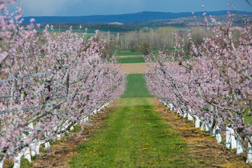 A field of peach tree in flower
