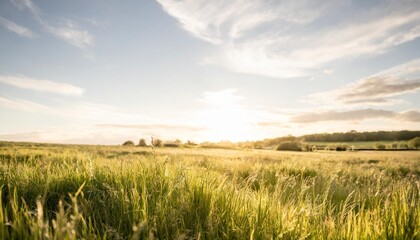 lush spring green grass background with a sunny summer blue sky over fields and pastures - obrazy, fototapety, plakaty