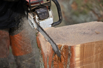 Cutting wood with chainsaw - 772445145