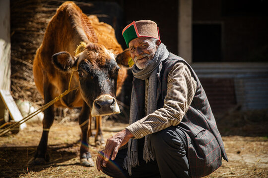 Himachali Elder Posing with a Cow