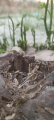 pile of logs