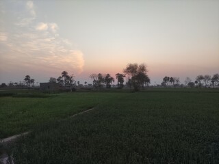 sunset over the field